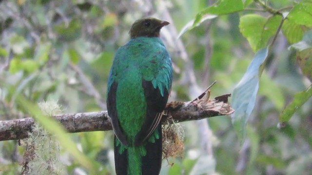 Golden-headed Quetzal - ML218975721