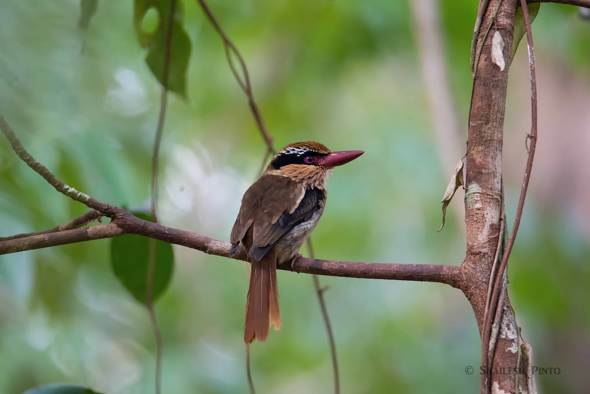 Sulawesi Lilac Kingfisher - Shailesh Pinto