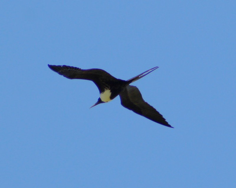 Magnificent Frigatebird - ML218976941