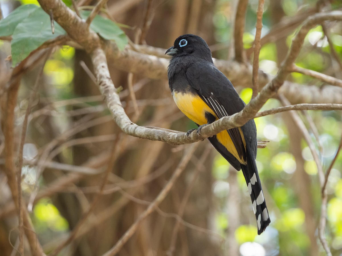 Black-headed Trogon - ML218978141