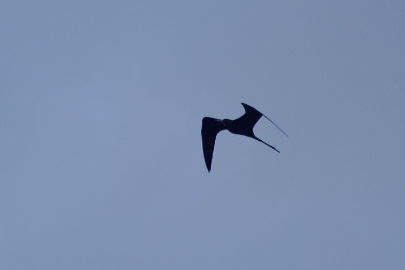 Magnificent Frigatebird - ML218978561