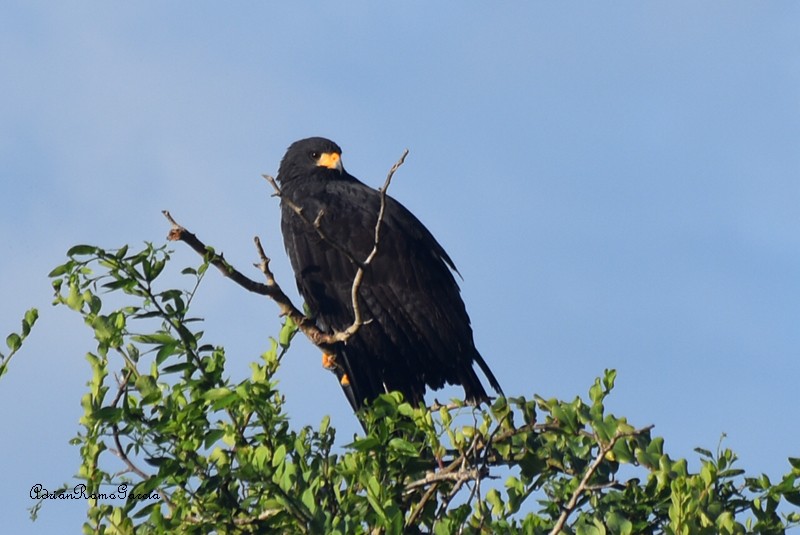 Common Black Hawk - ML218979931