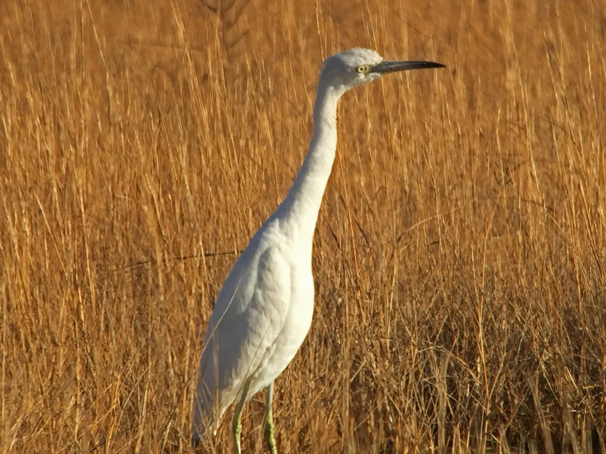 Aigrette bleue - ML21898001