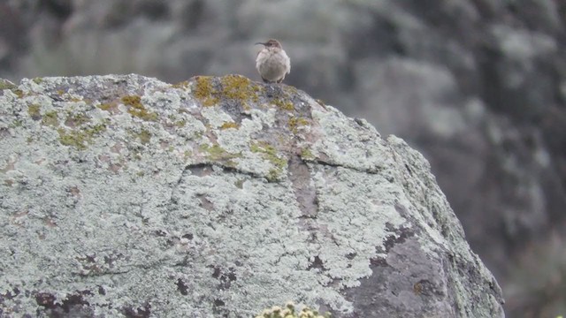 Buff-breasted Earthcreeper - ML218982551