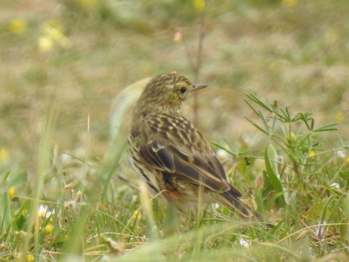 Meadow Pipit - ML218983031
