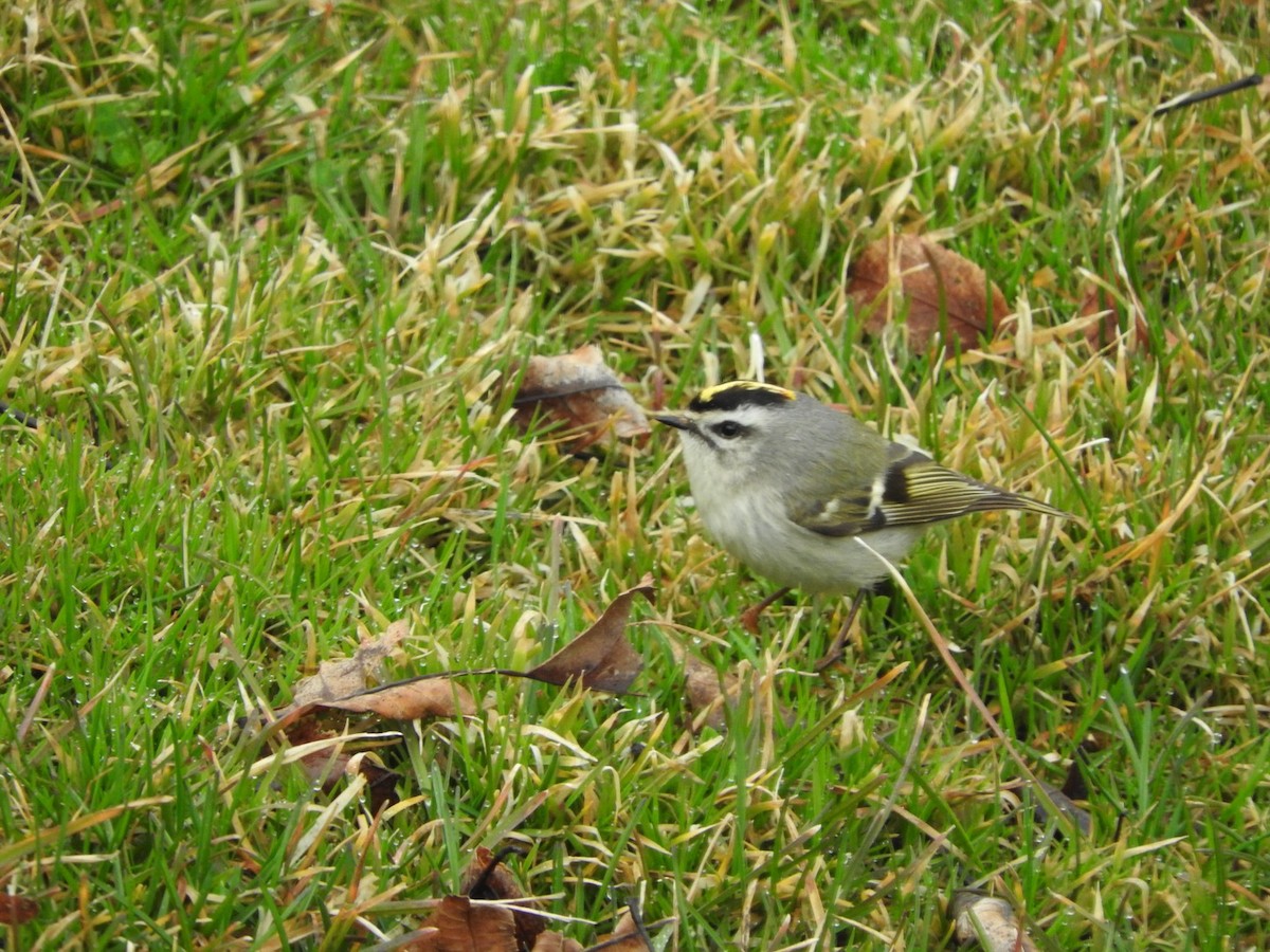 Golden-crowned Kinglet - ML218983791