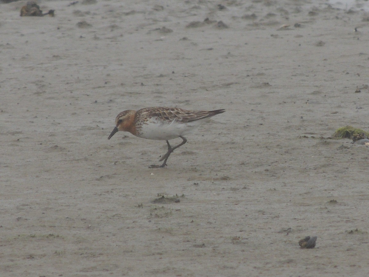 Red-necked Stint - ML21898401