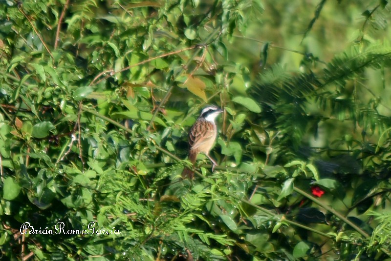 Stripe-headed Sparrow - ML218985161