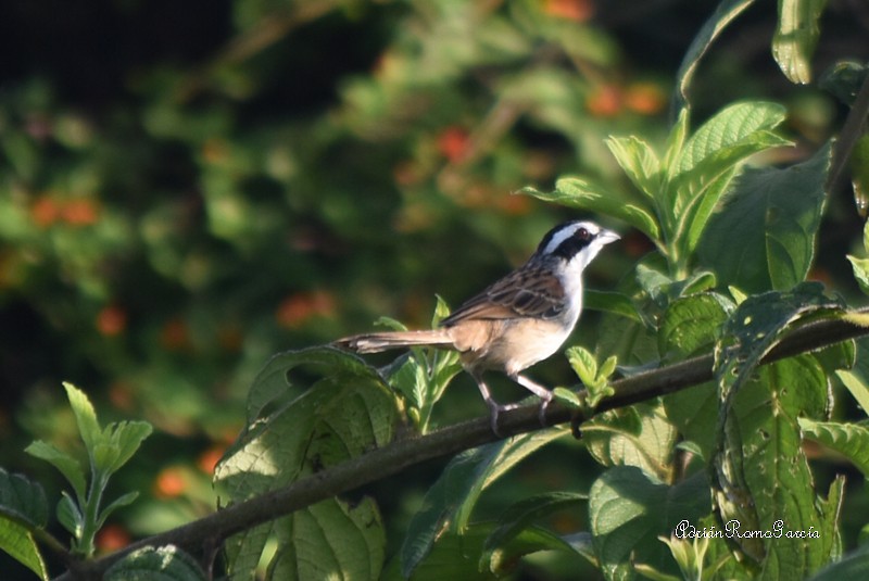 Stripe-headed Sparrow - ML218985221