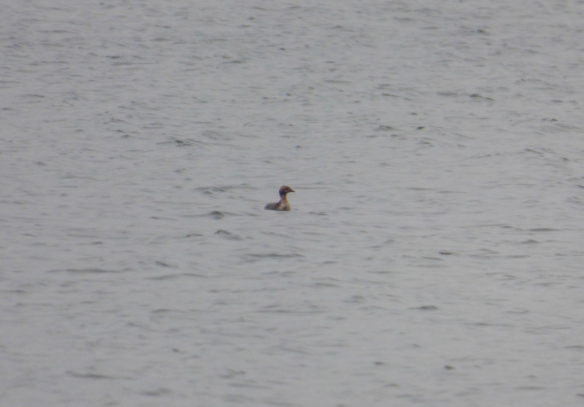 Horned Grebe - Evan Coates