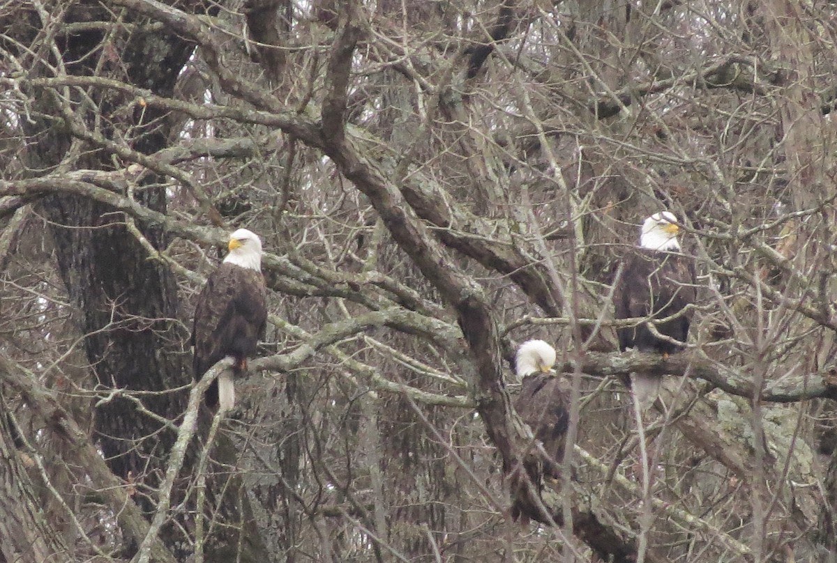 Bald Eagle - ML21898621