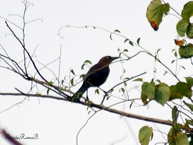 Great-tailed Grackle - ML218986911