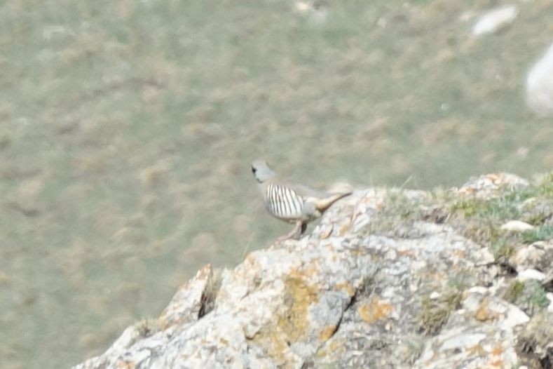 Chukar - ML218986971