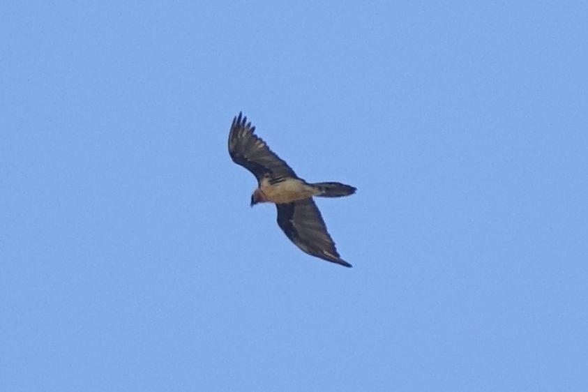 Bearded Vulture - ML218987091