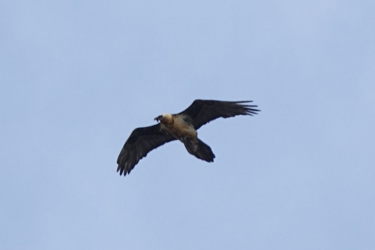 Bearded Vulture - ML218987121