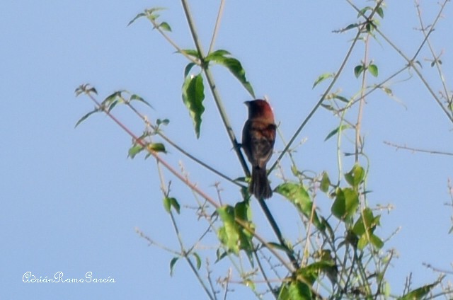 Varied Bunting - ML218988551