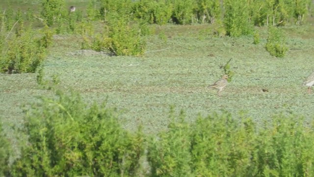 Tawny-throated Dotterel - ML218988951