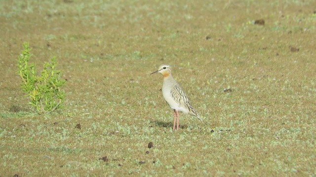 Tawny-throated Dotterel - ML218989081