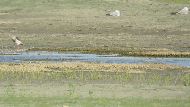 Andean Lapwing - ML218989131