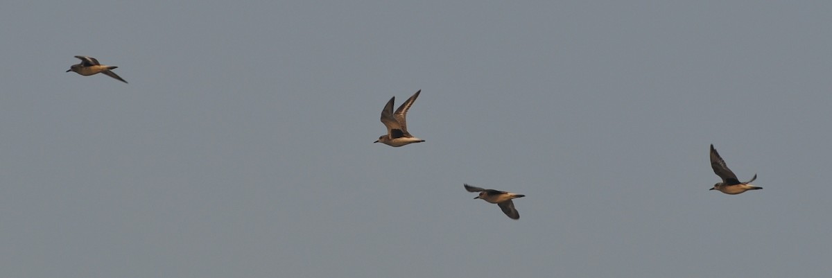 Black-bellied Plover - ML218989671