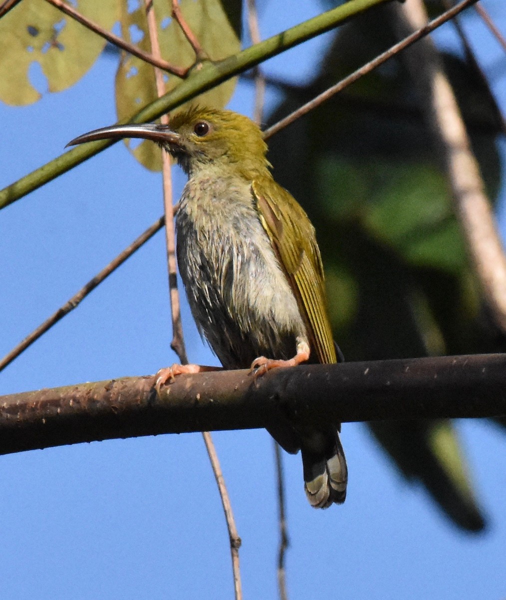 Gray-breasted Spiderhunter - Suzette Stitely