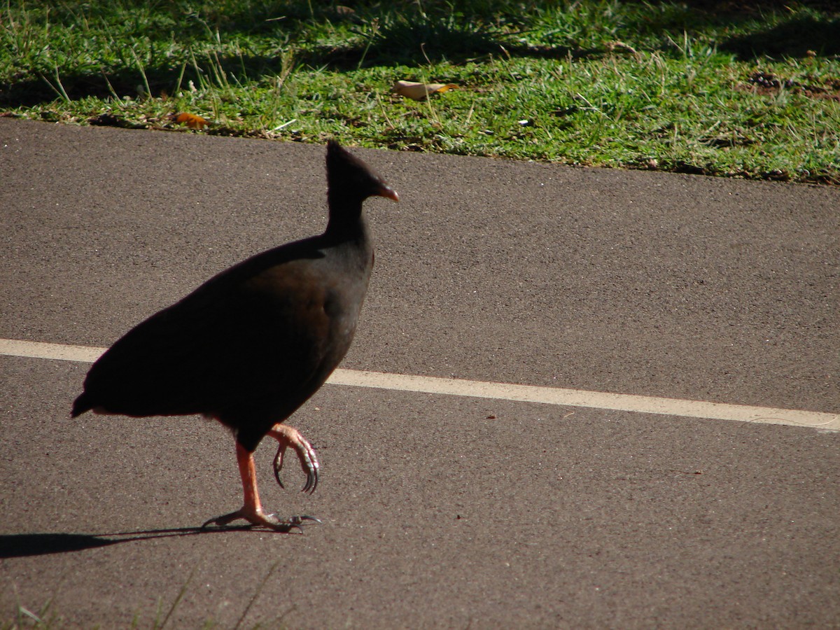 Orange-footed Megapode - Stephan Lorenz