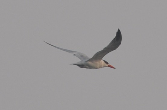 Whiskered Tern - ML218990201