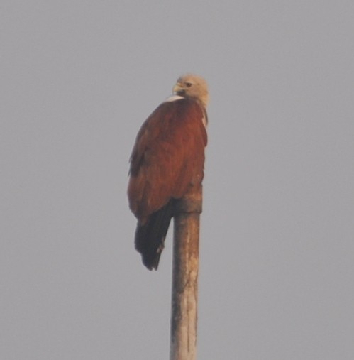 Brahminy Kite - ML218990581