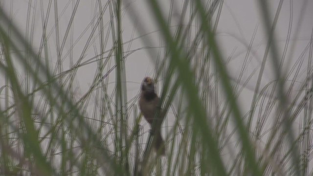 Black-breasted Parrotbill - ML218991681