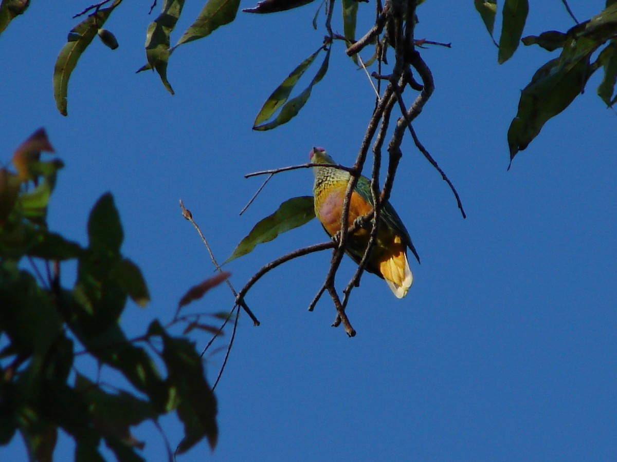 Rose-crowned Fruit-Dove - ML218991871