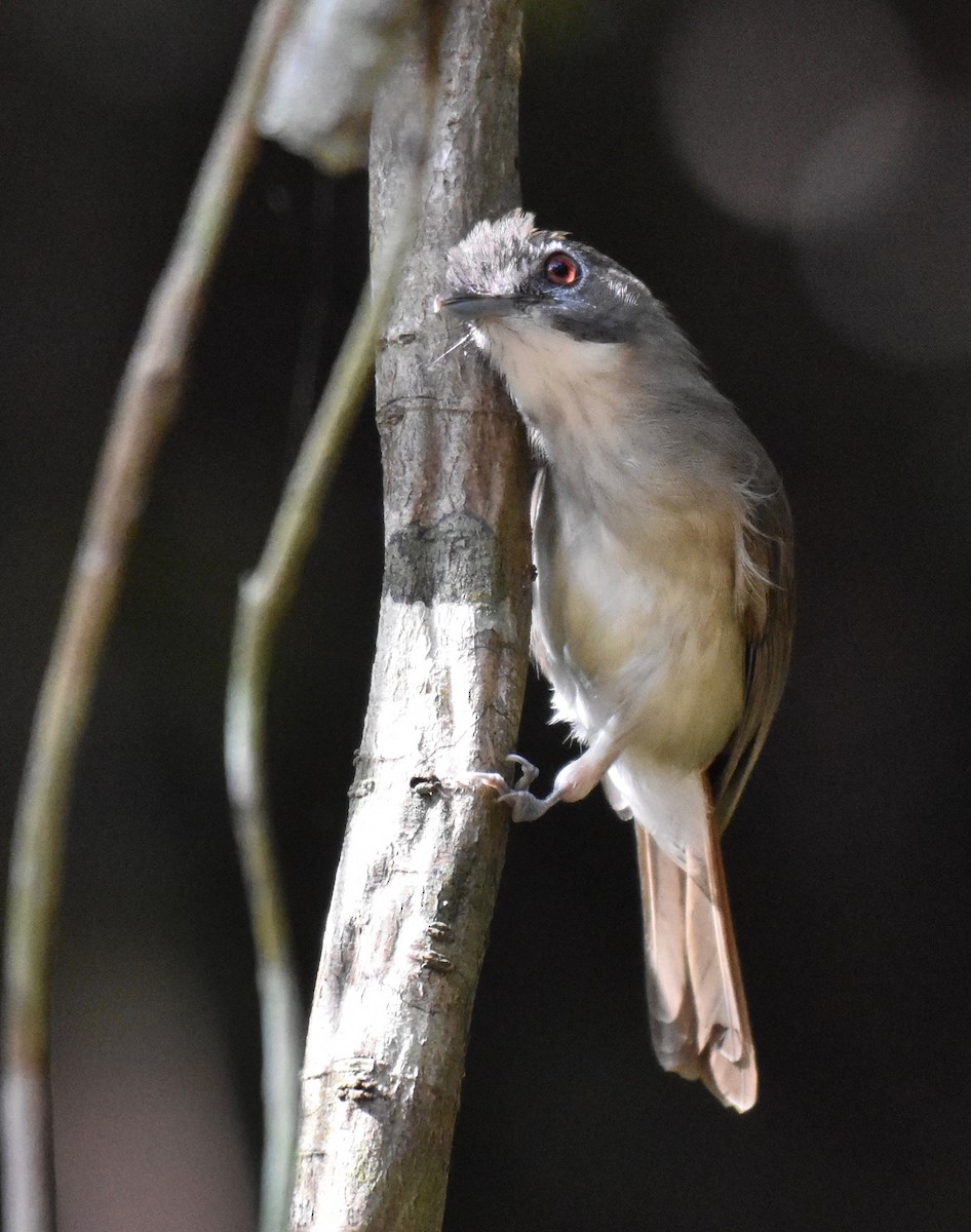 Moustached Babbler - Suzette Stitely