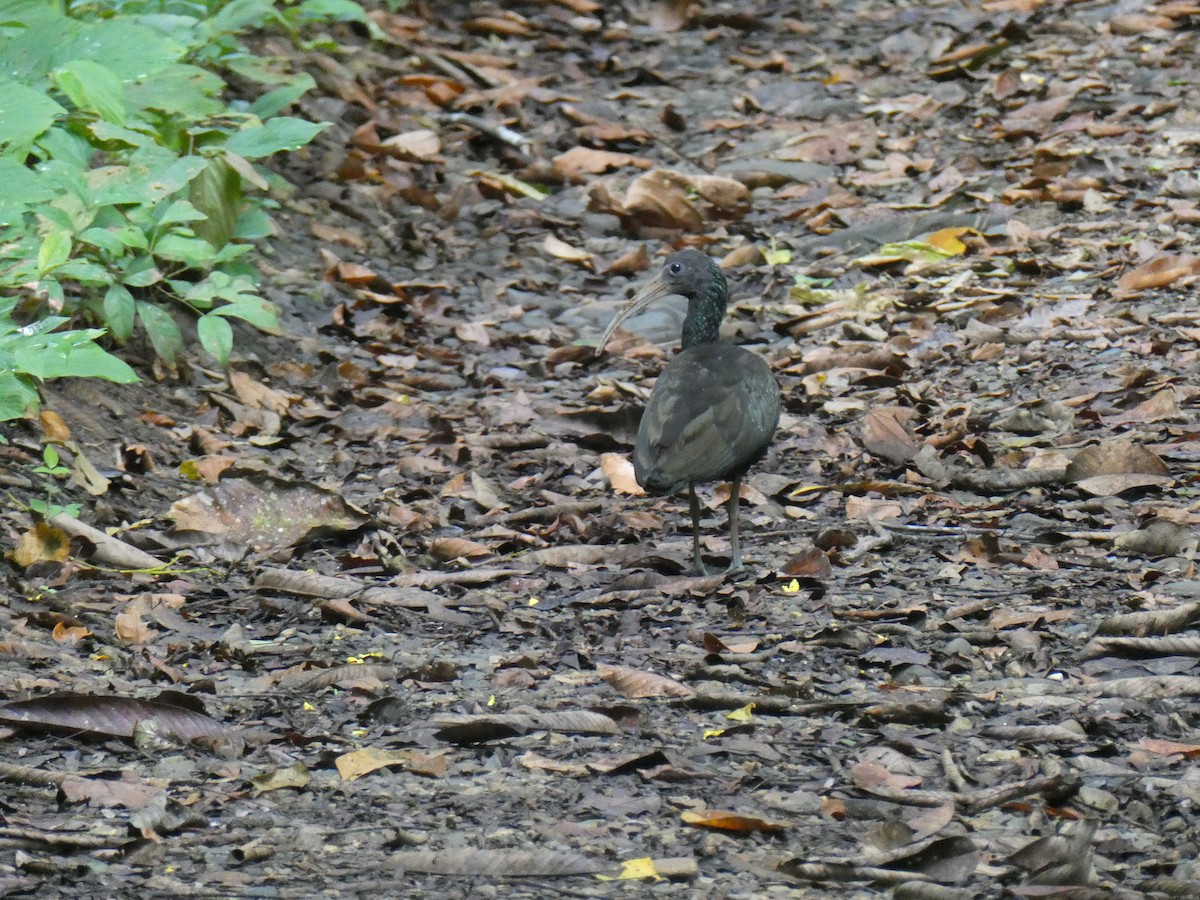 Green Ibis - ML218992281
