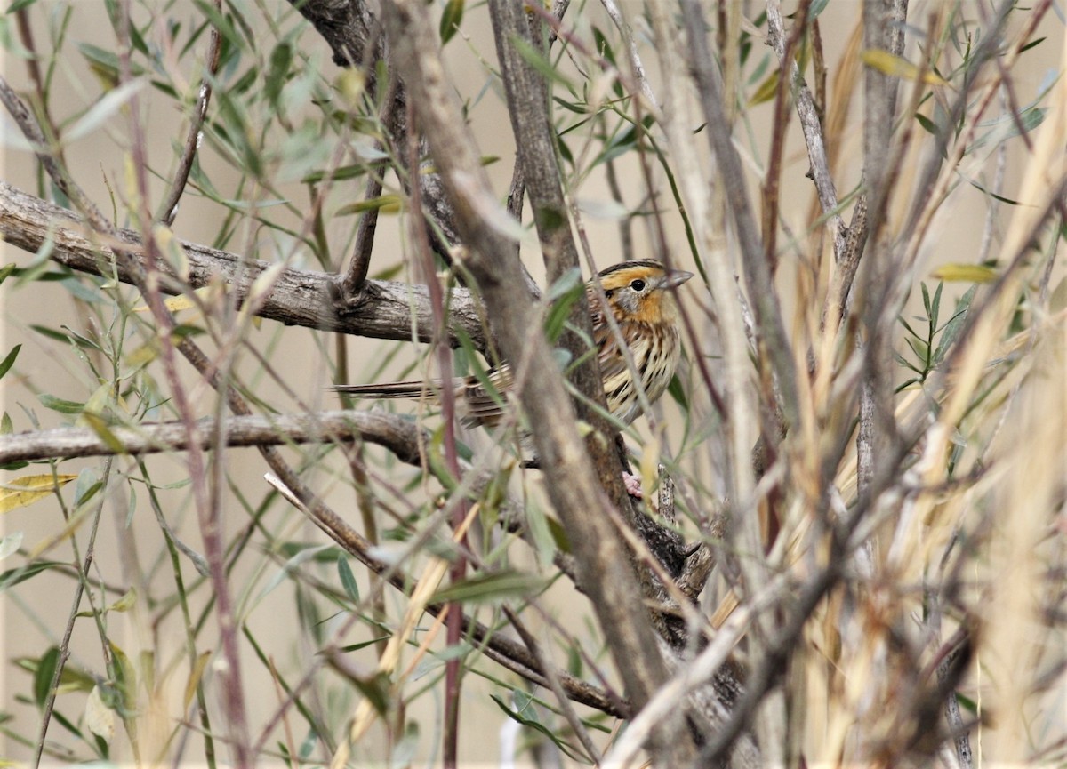 LeConte's Sparrow - James Sherwonit