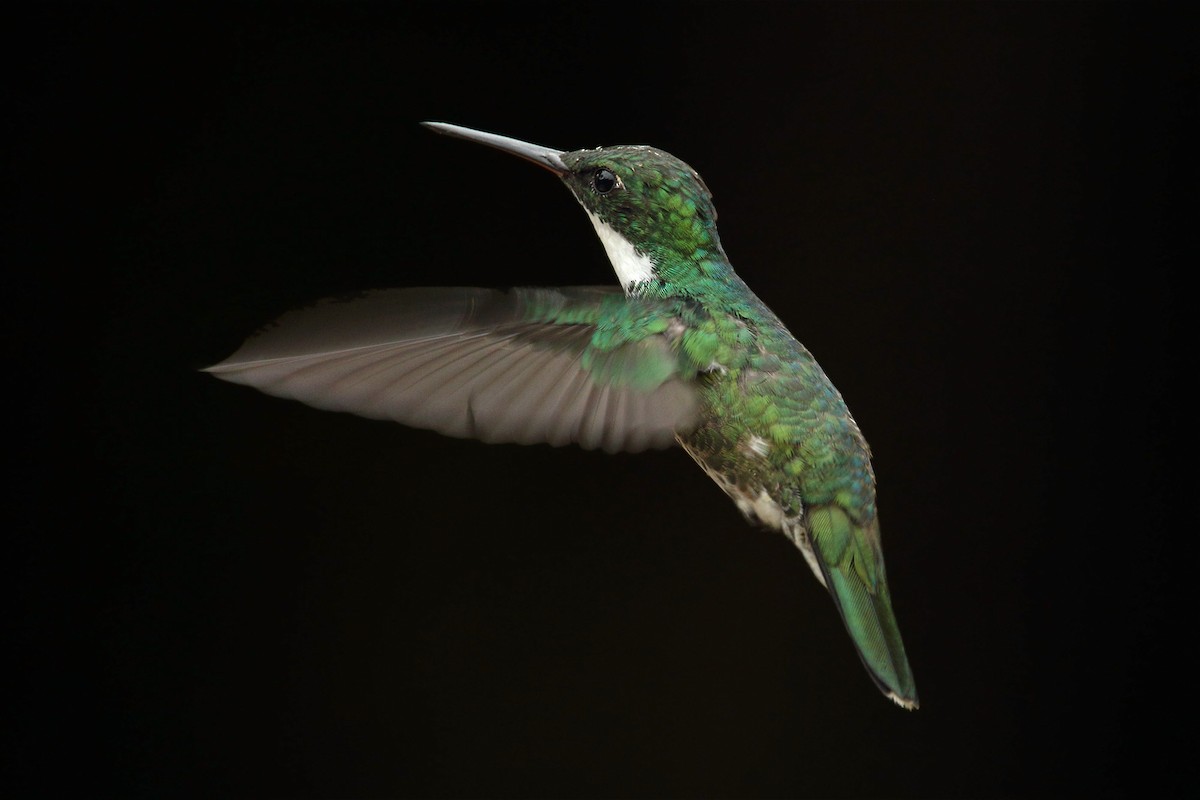 kolibřík límcový - ML218996561