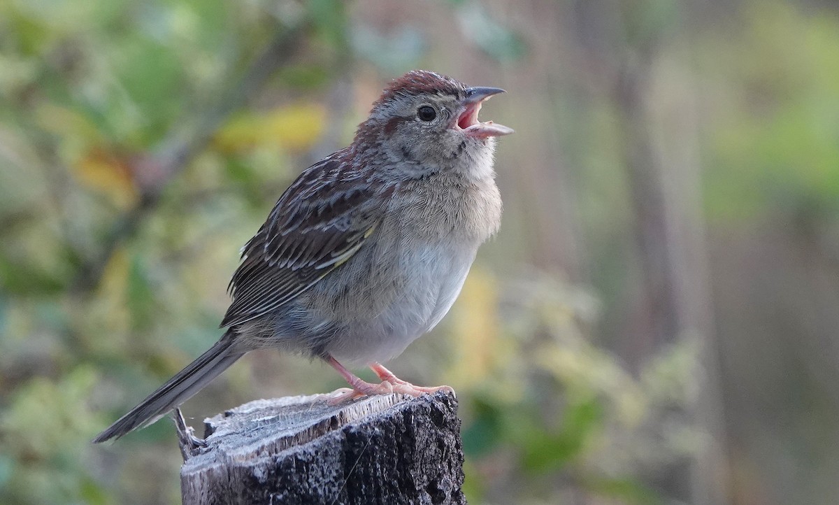 Bachman's Sparrow - ML218996781