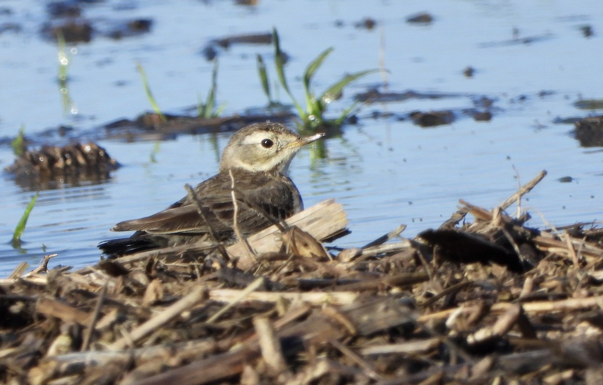 Pipit d'Amérique - ML218997391