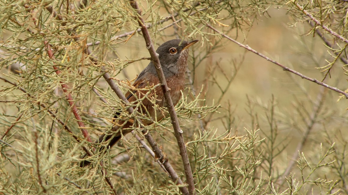 Tristram's Warbler - ML218997811