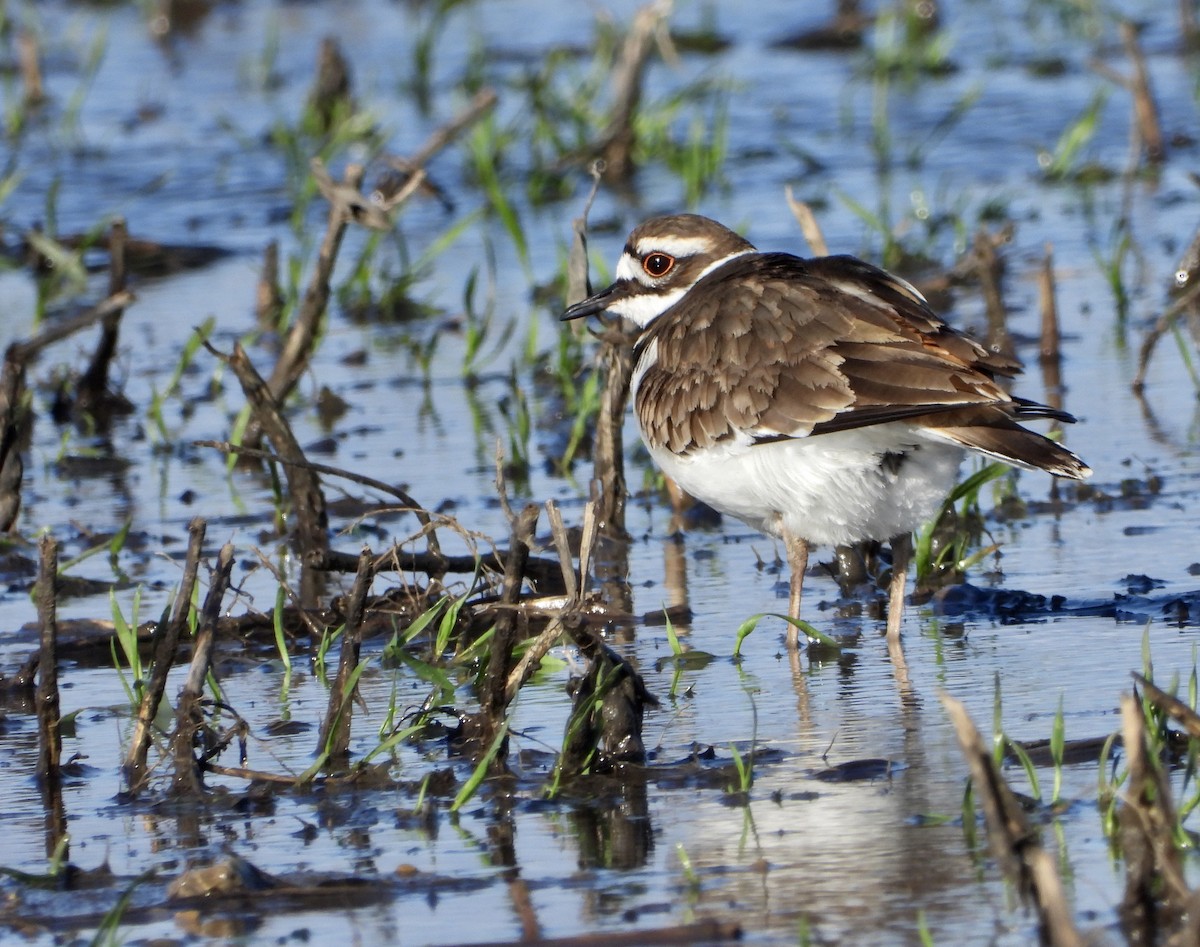 Killdeer - ML218998141