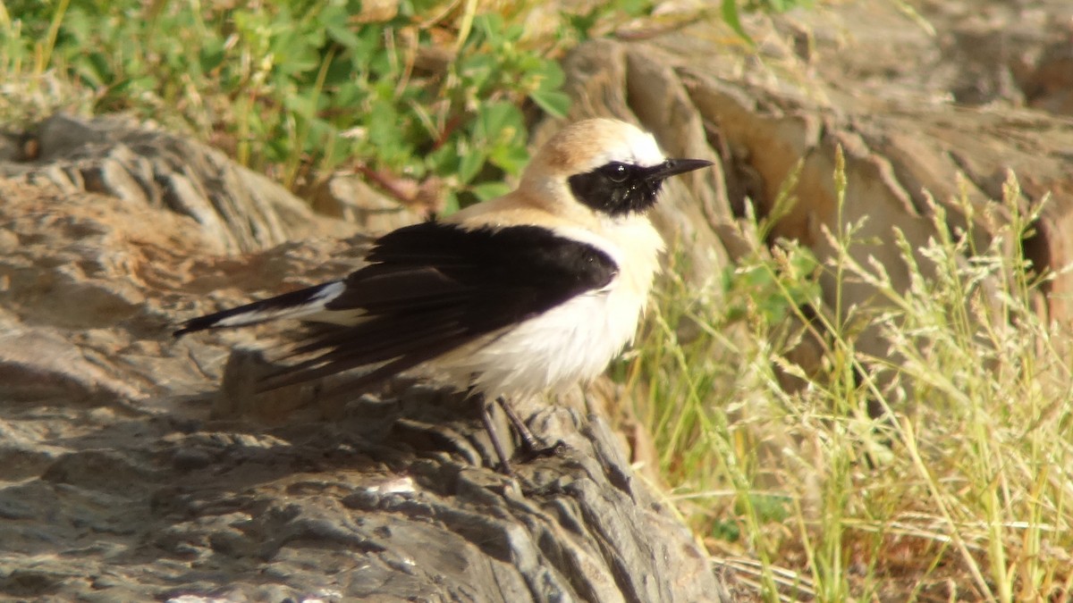 Western Black-eared Wheatear - ML218999111