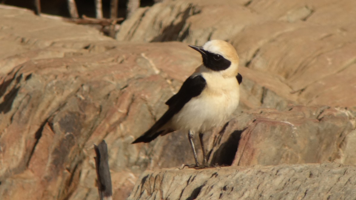 Western Black-eared Wheatear - ML218999141