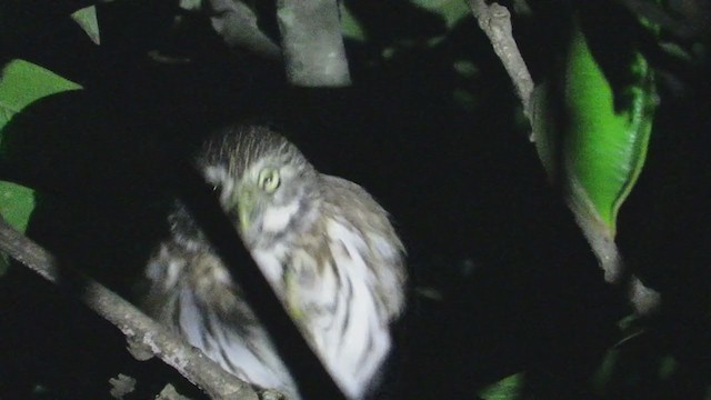 Peruvian Pygmy-Owl - ML218999671