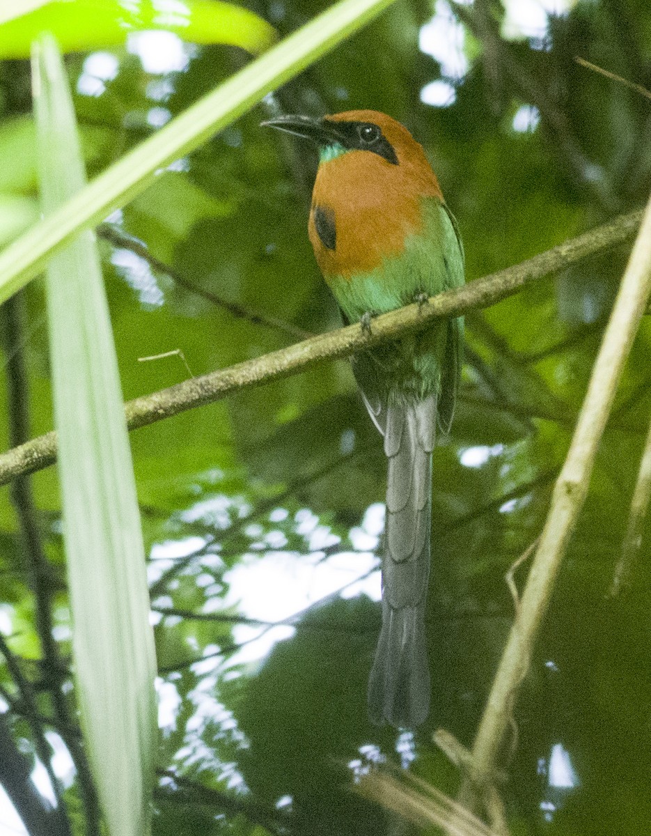 Broad-billed Motmot - Anderson  Sandro