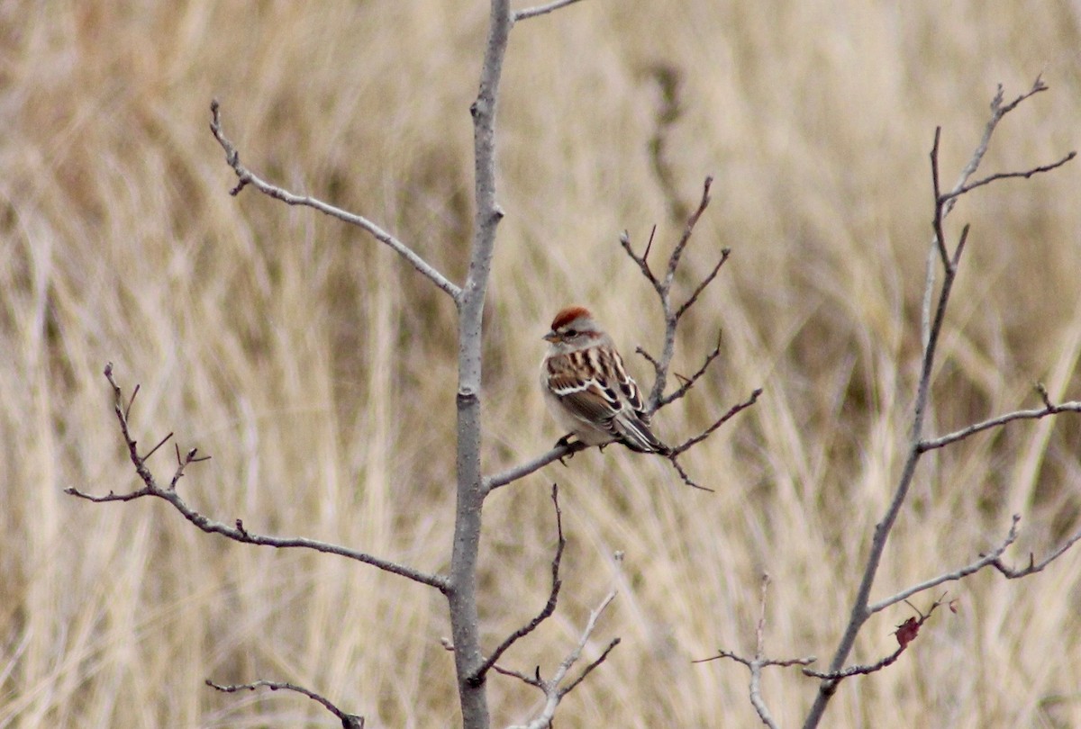 American Tree Sparrow - ML219000041