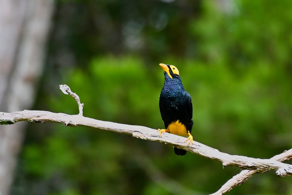 Yellow-faced Myna - Jacques Erard