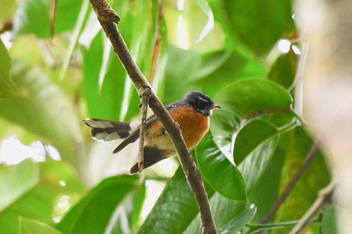 Chestnut-bellied Fantail - Jacques Erard