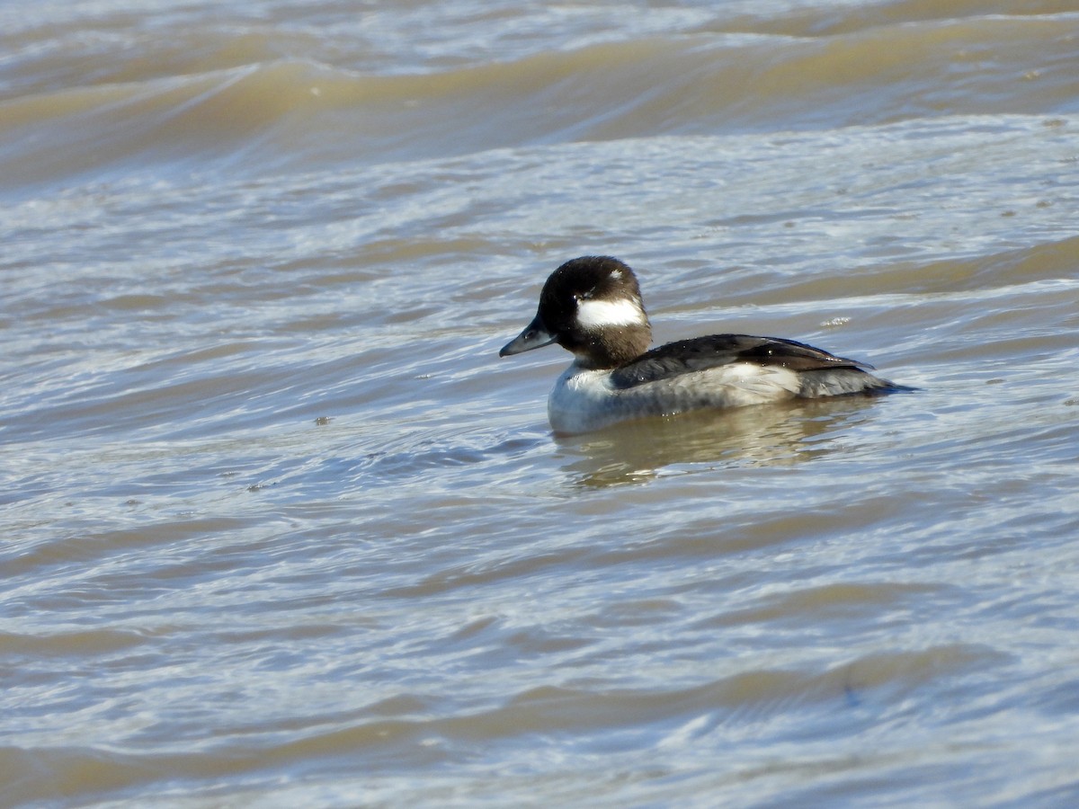 Bufflehead - ML219001541