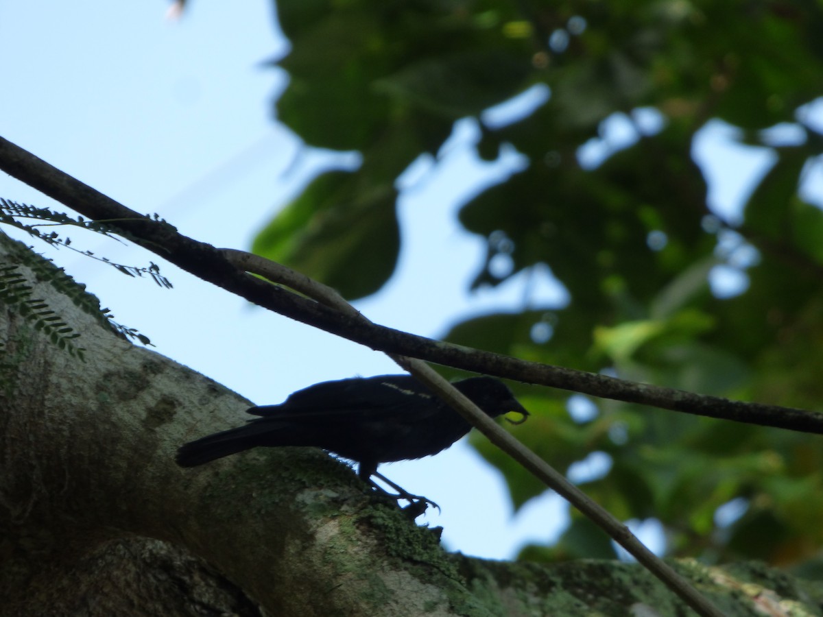 Tawny-shouldered Blackbird - ML219001901