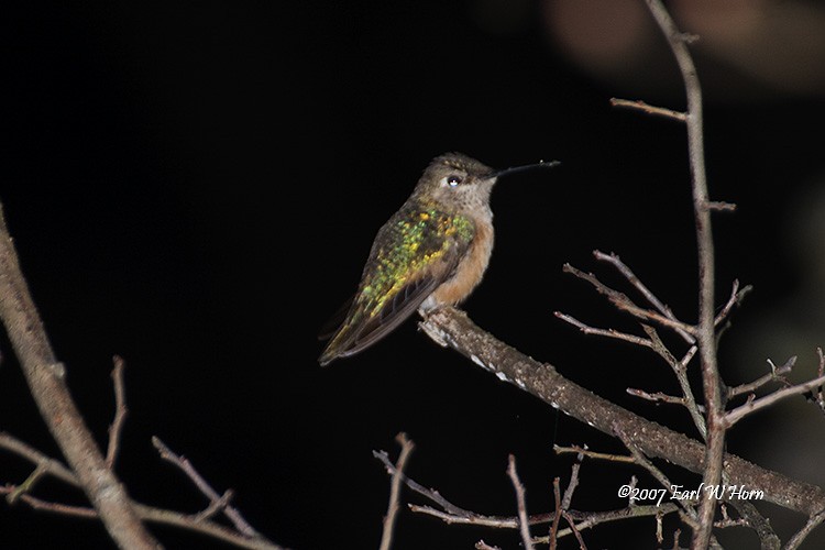 Broad-tailed Hummingbird - ML21900191