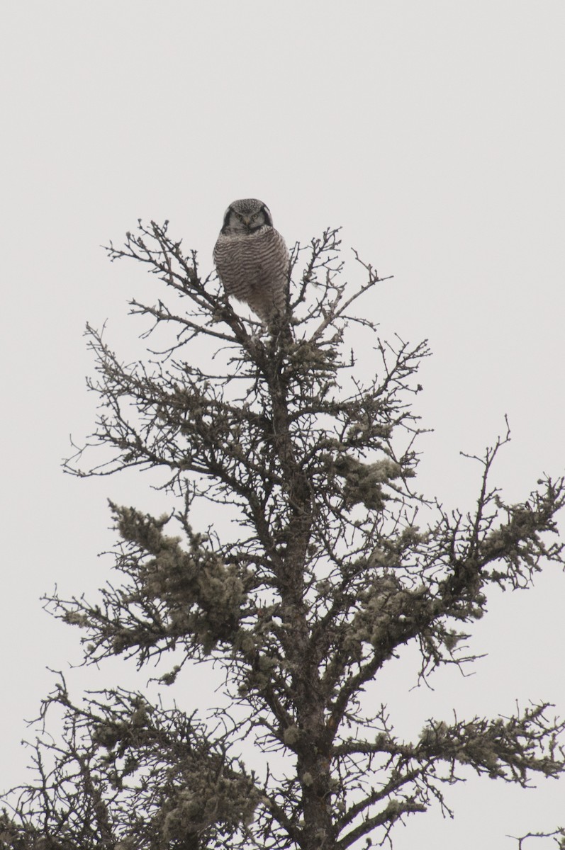 Northern Hawk Owl - Marla Anderson
