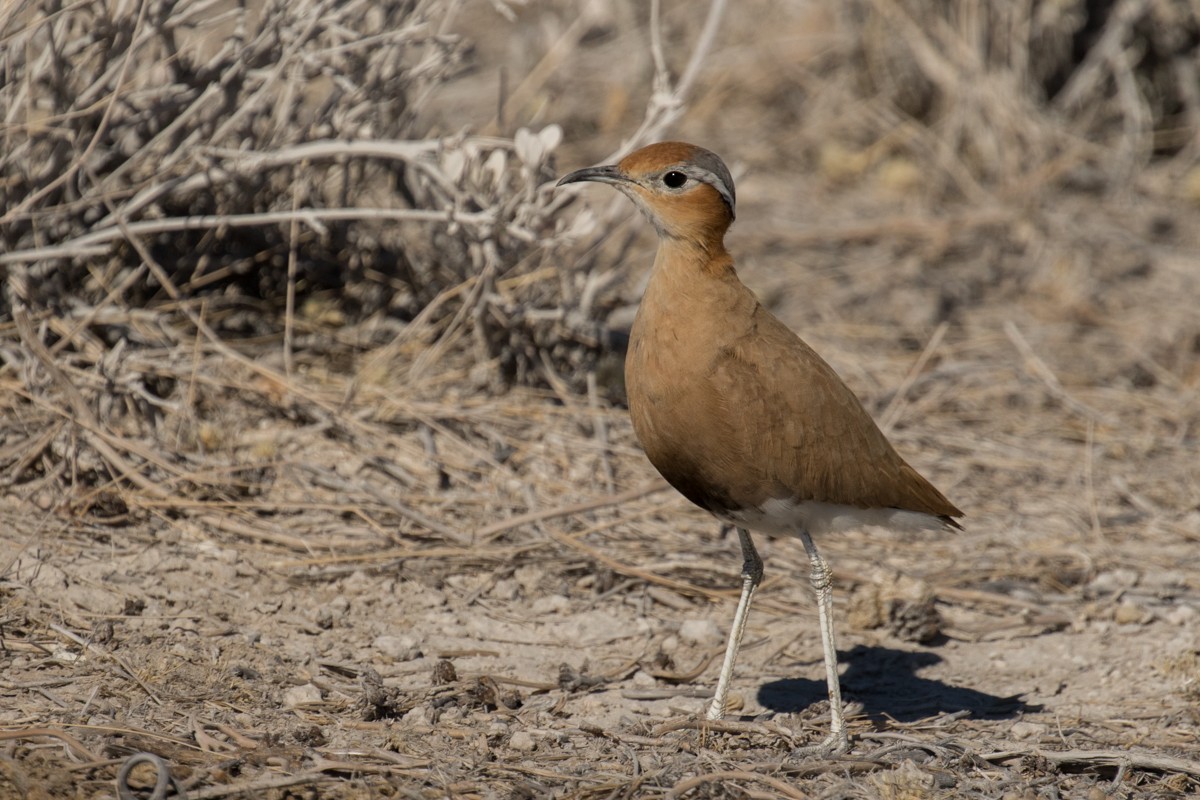 Burchell's Courser - Raphael Lebrun